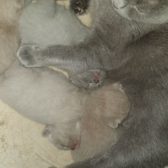 Шотландські чистокровні кошенята