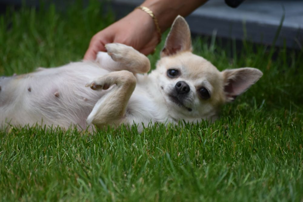 Sunia chuihuahua do adopcji