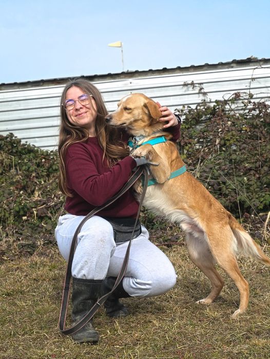 Pies w typie labradora traci dom! Pilnie do adopcji!