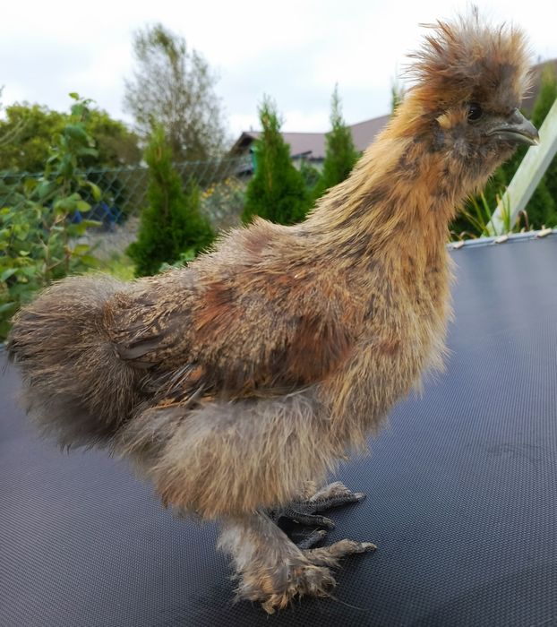 Silki kury koguty ozdobne