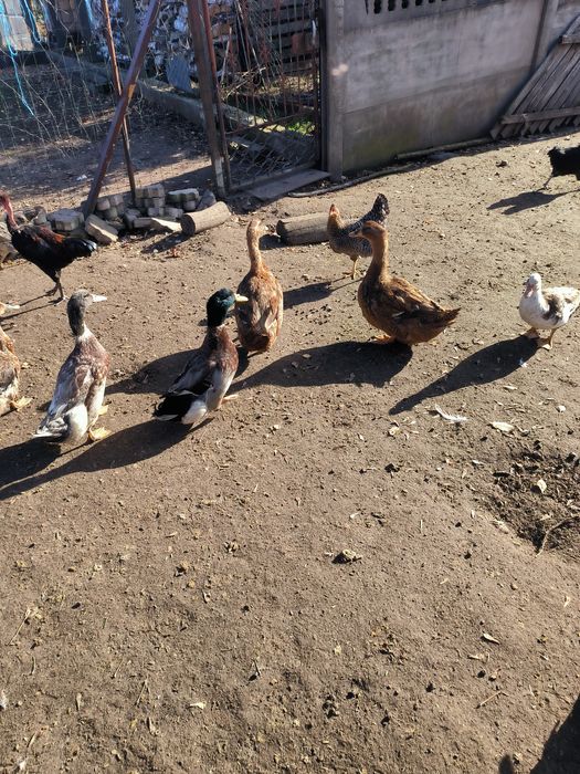 Drób ozdobny 25 rok