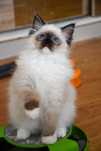 Blue Dolls Feliks – kocurek ragdoll seal mitted gotowy do odbioru
