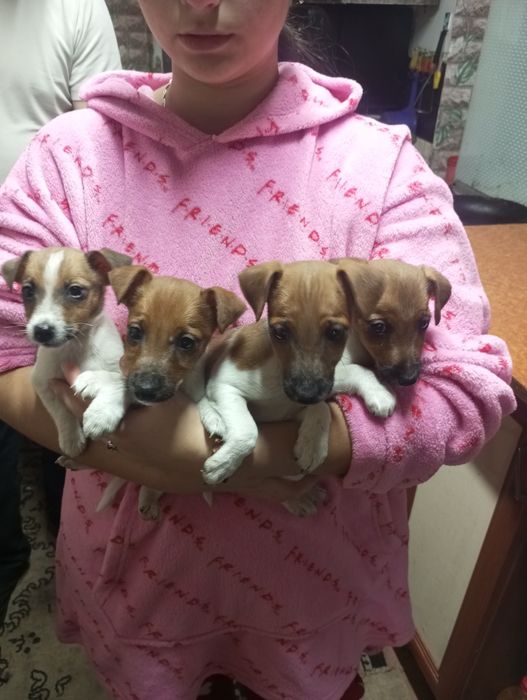 Продаю щенят порода Джек Рассел