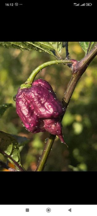 Набір насіння надгострого перцю  Carolina Reaper 50 шт