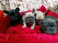 buldog francuski samiec