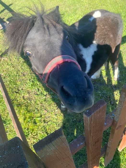 Kucyki Klacze Ogierki Sprzedam