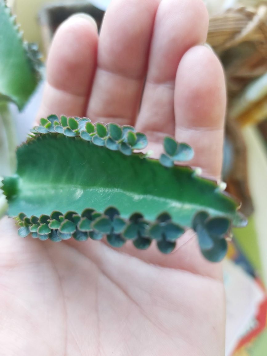 Żyworódka pierzasta pinnata-rozmnóżki(wysyłka: )