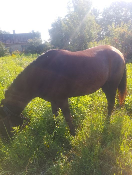 Кобила То979358573