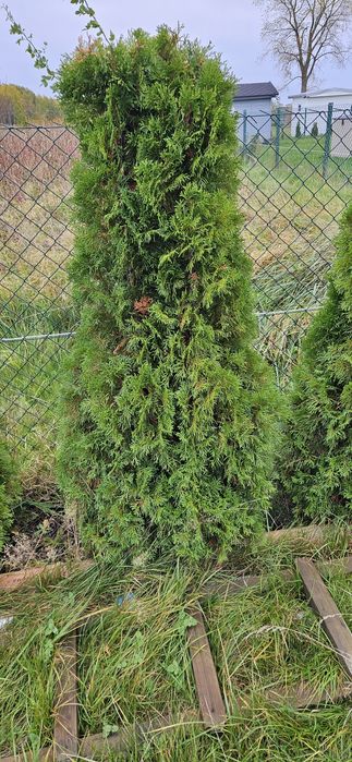 Iglaki tuje szmaragdy