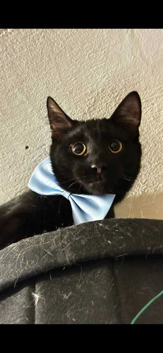 Cudowne 7 msc kocurki szukaja domków