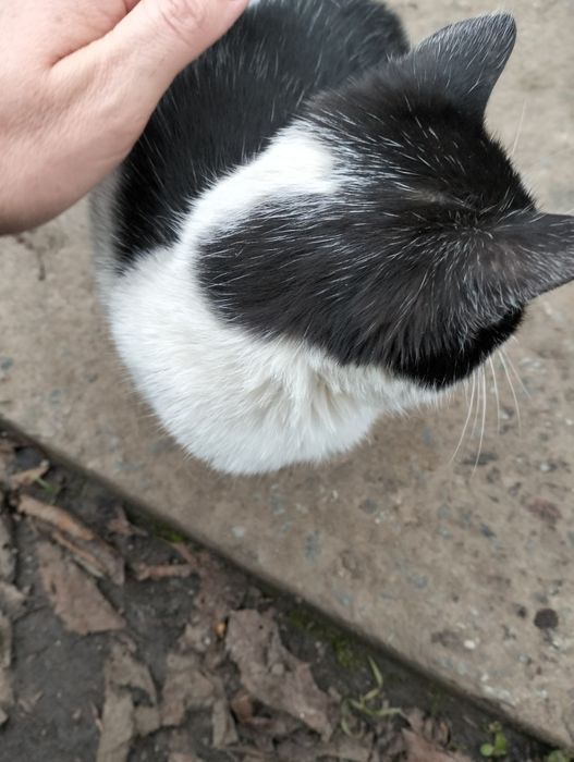 Маленька, лагідненька, кішечка.