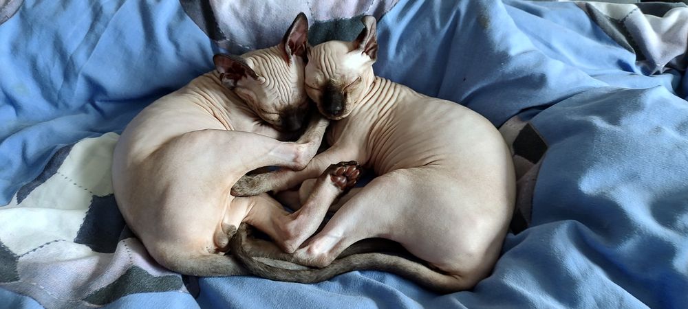 Продам хлопчика канадського сфінкса