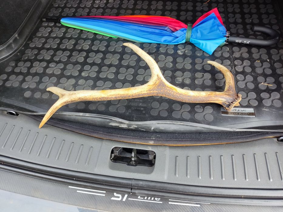 Sprzedam poroże jelenia