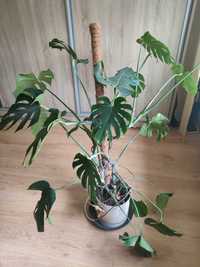 Monstera roślina doniczkowa (2 sztuki)