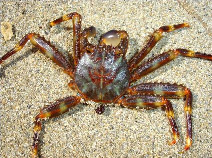 Krab Percnon gibbesi