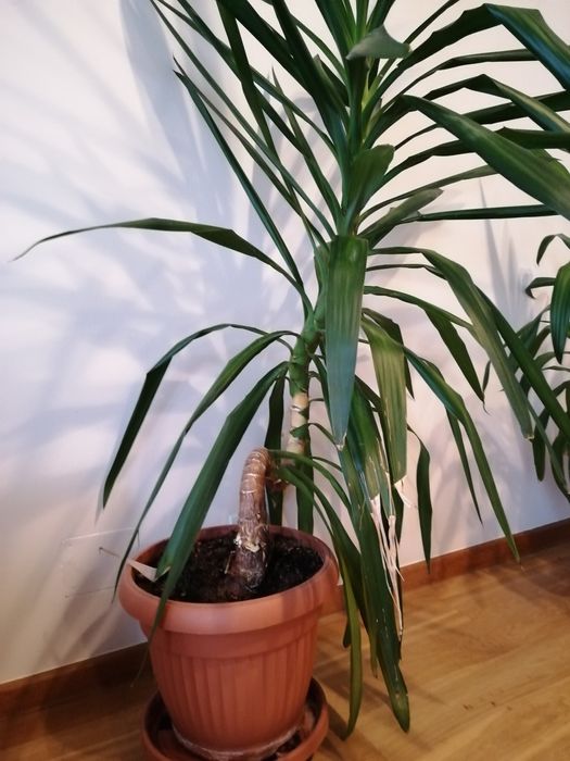 Juka Julka yucca domową wys. 160cm okolice Krakowa