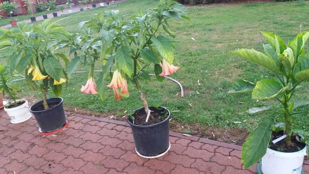 Datura  biała, różowa ,łososiowa, żółta ,pomaranczowa