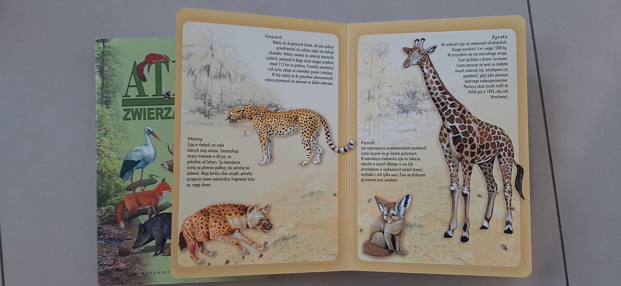 Atlas zwierząd Polski, w Zoo 2 szt twarde kartki