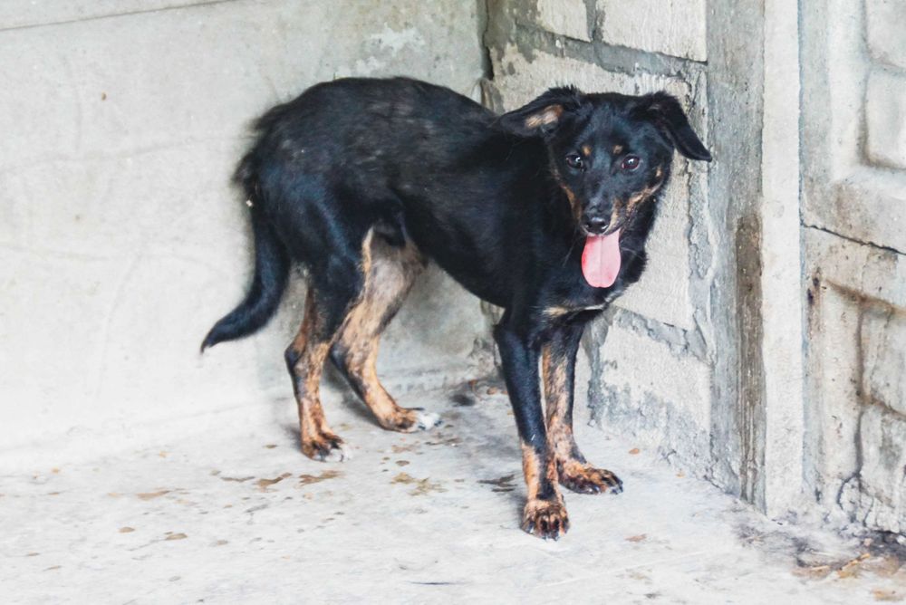 Linar - nieiwelki pies szuka domu