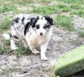 Suczka border collie