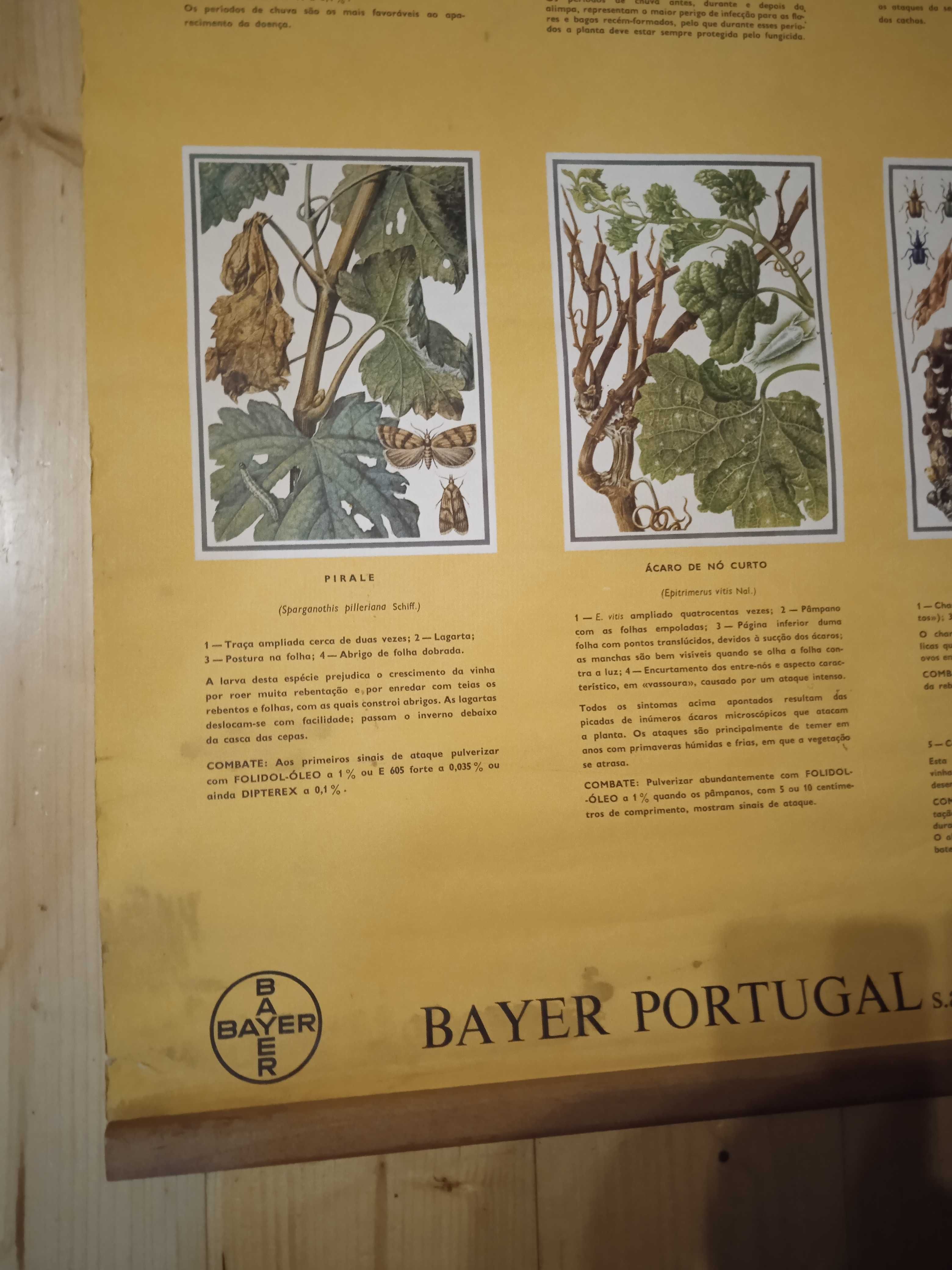 Poster Bayer anos 60