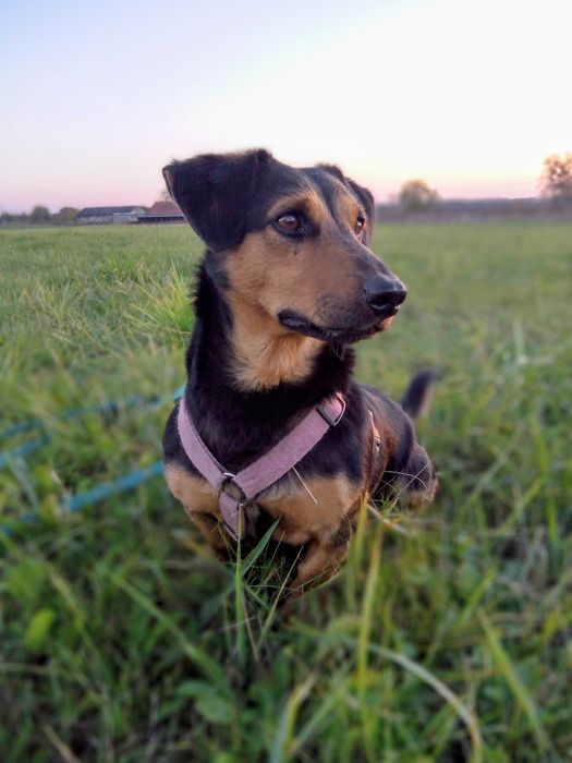 Scooby- jamnikowaty, super pies