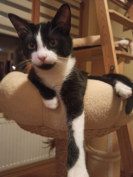 KAJTEK, CIAPUŚ  koty -szukają dobrego domu