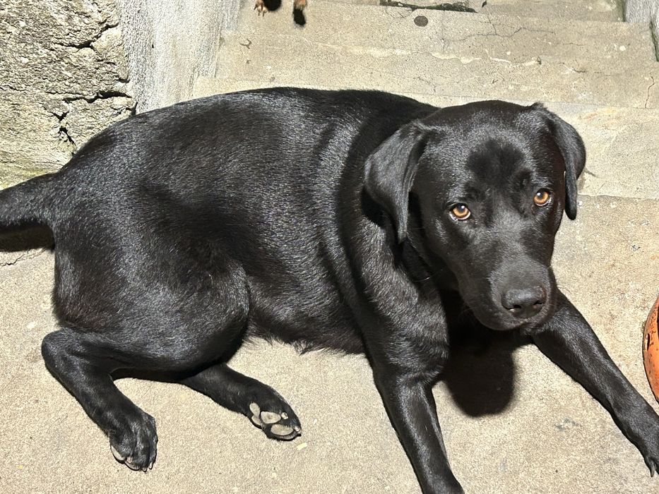 Labradora para adoção