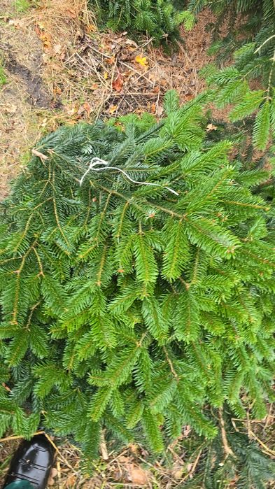 Gałęzie Jodły Kaukaskiej - tylko duże ilości