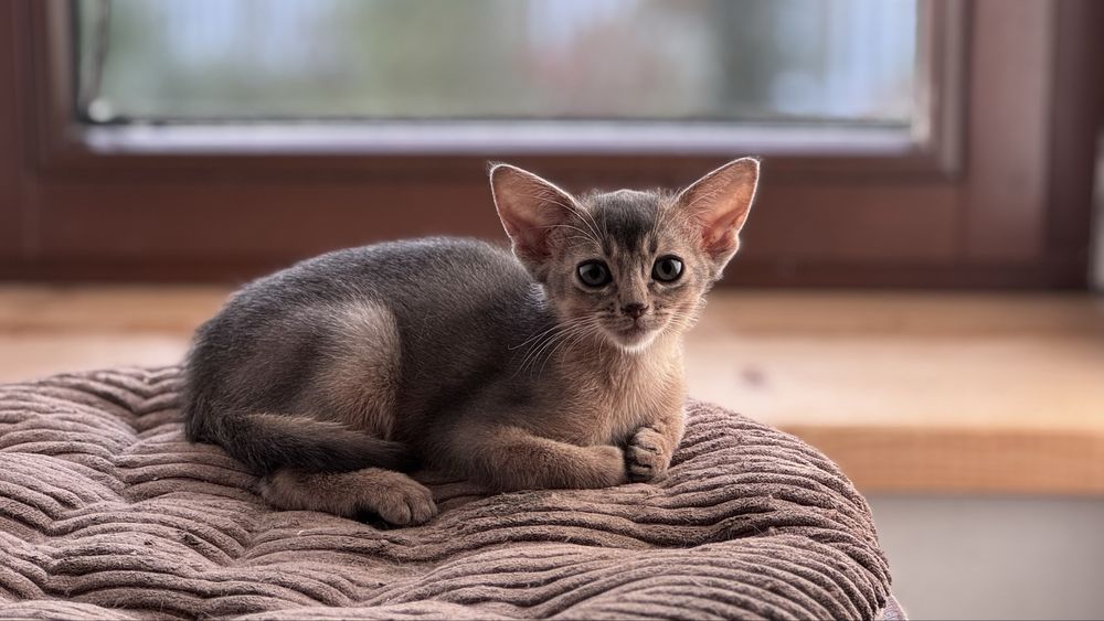 Kociak abisyński, kotka