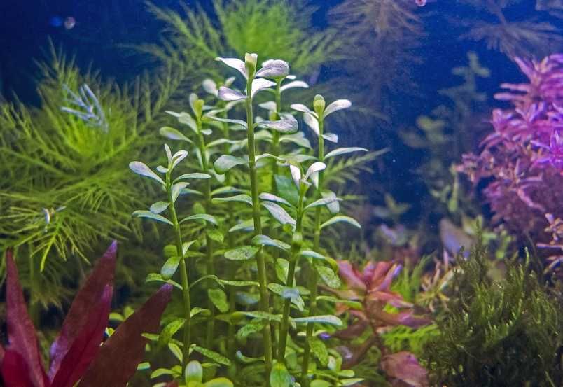 Bacopa idealna roślina do ryoboku akwarium otwartego i paludarium