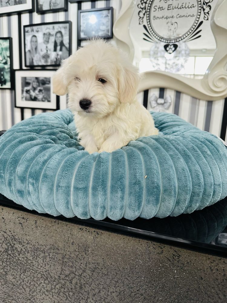 Bichon maltes menino