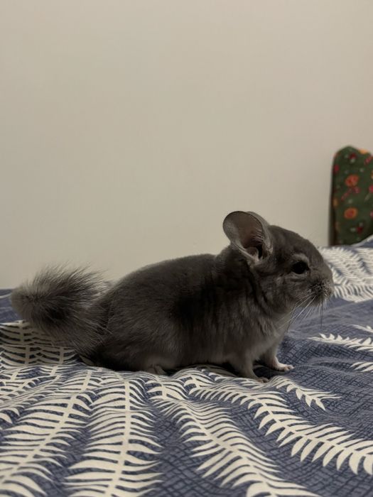 Szynszyla standart - młody samiec i samica