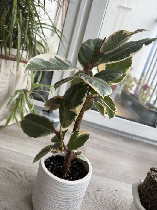 Фікус каучуковий варігатний