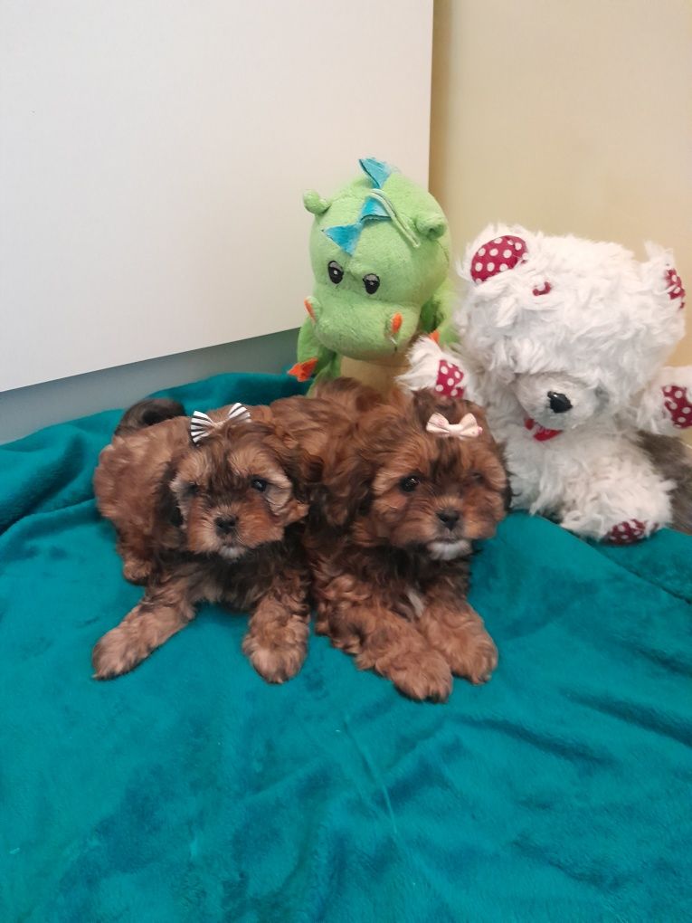 Śliczna piesek Shih Poo