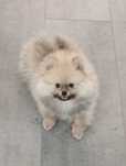 Szpic miniaturowy / pomeranian