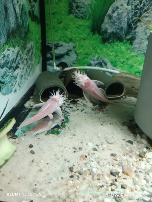 Ancistrus L144 snow white,