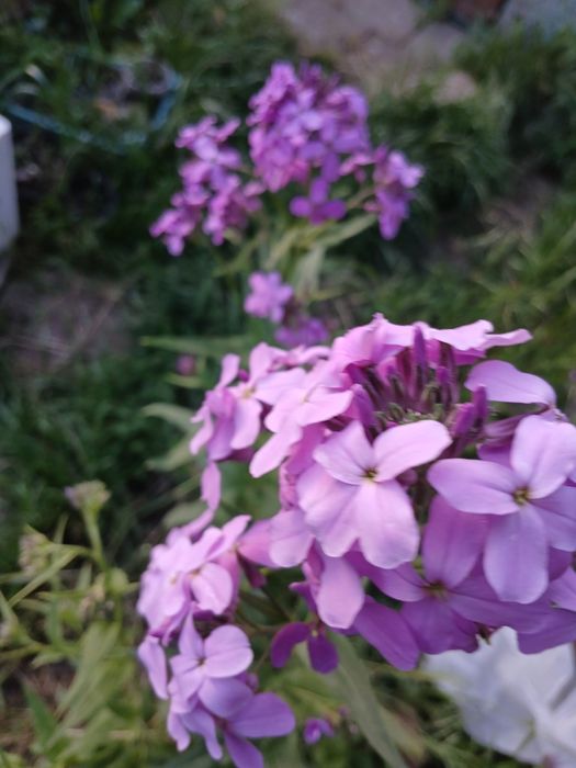 Садовые цветы, разные, Кампис