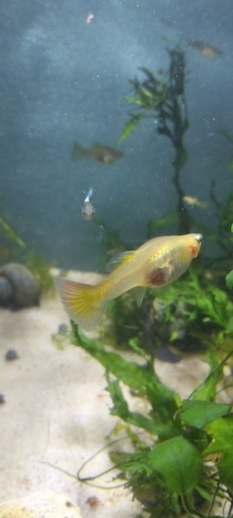 Guppys. Criação própria.