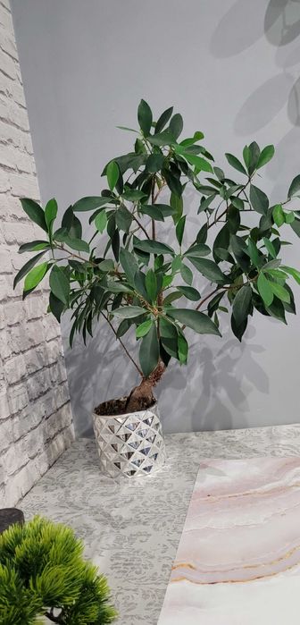 Fikus ala Bonsai
