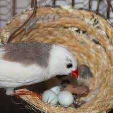 Vendo diamantes gould