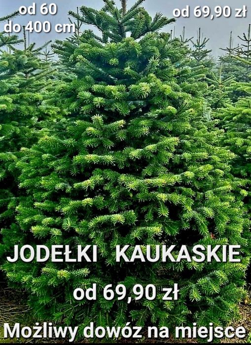 JODŁA KAUKASKA. Najpiękniejsze choinki. Możliwa dostawa.
