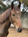 Poldro cruzado lusitano/KWPN