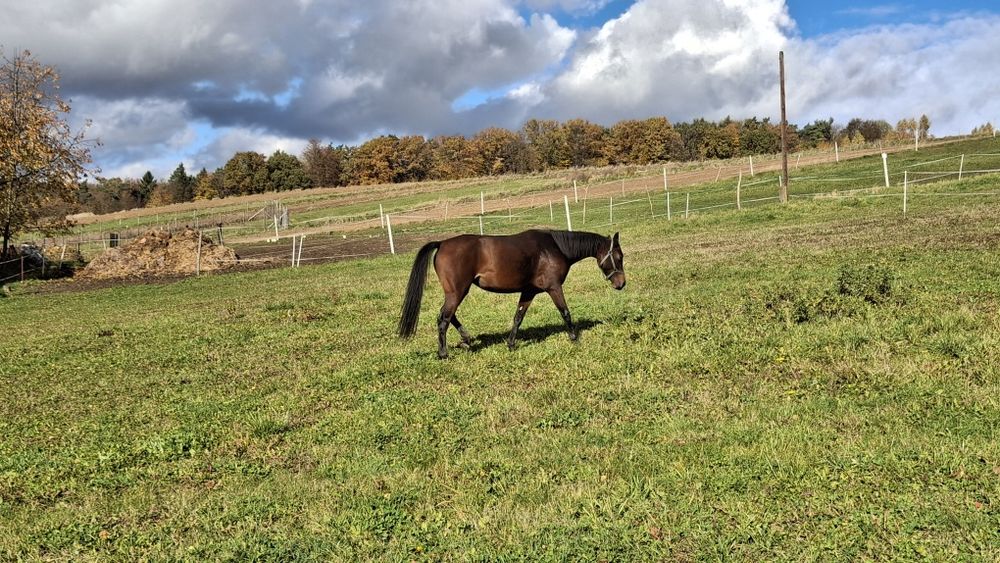 Sprzedam klacz 3.5 roku