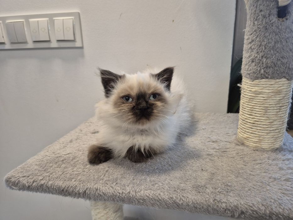 Kot brytyjski FPL point czekoladowy dlugowlosy