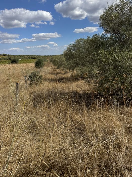 Oliveiras para bonsais