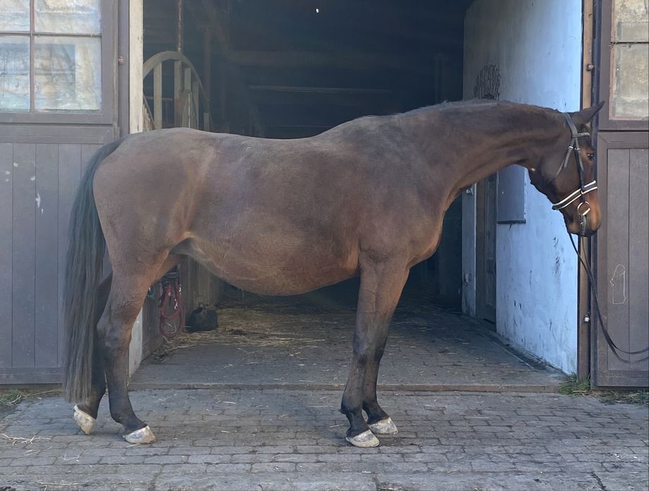 Klacz hanowerska 13 lat Okazja!!!