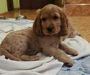Pieski Cocker Spaniel