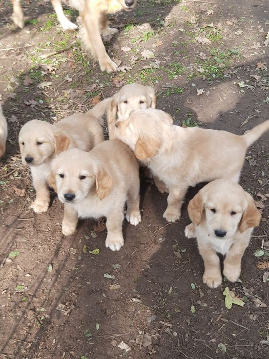 Suczka golden retriever z rodowodem