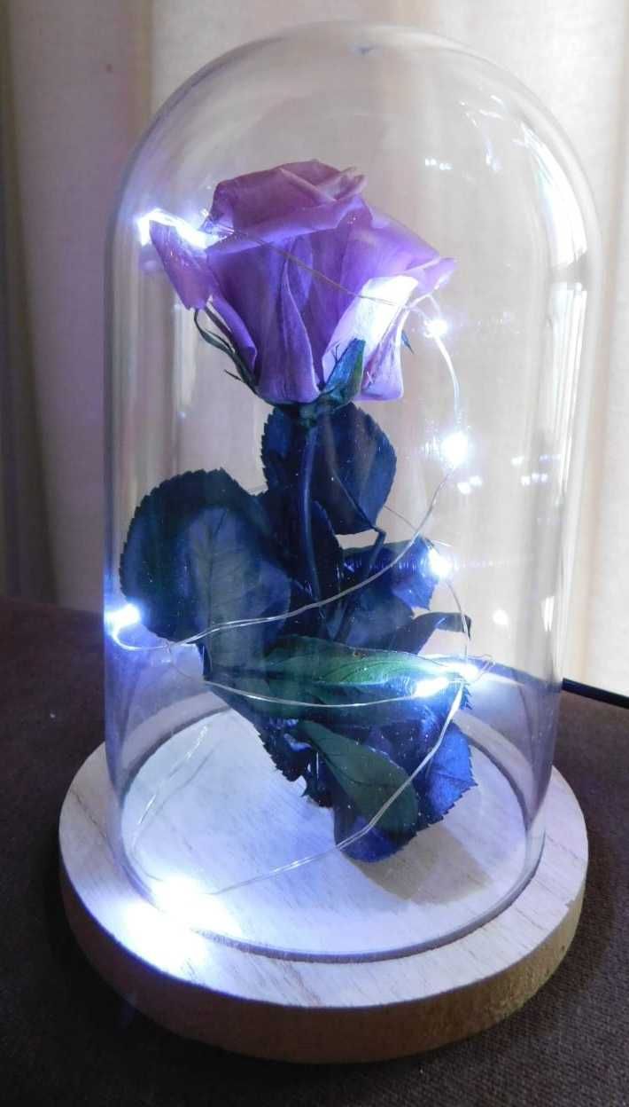 Rosas preservadas novas